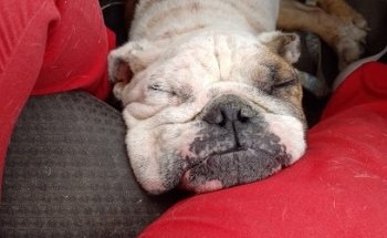 Pet's Care Clínica Veterinaria