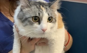 Clinica Veterinaria DnC Medical Care