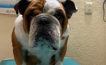 Veterinaria del Ganadero