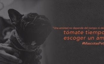 PET HOME VETERINARIA