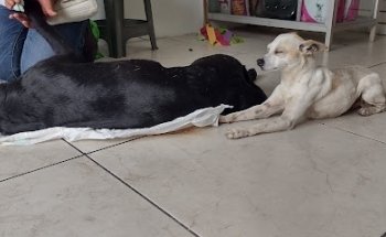 Clinica de Bienestar Animal Uruapan