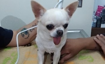 Qi Vet Clínica Especializada