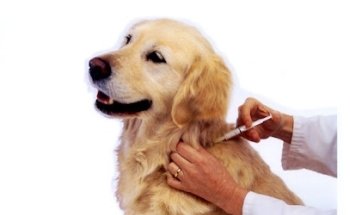 Veterinaria Doggy & Pet Los Heroes Ixtapaluca