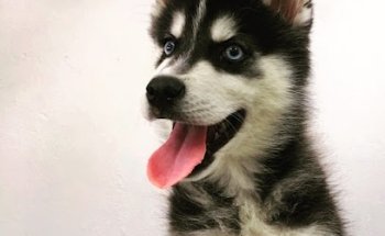 Centro Veterinario Leal