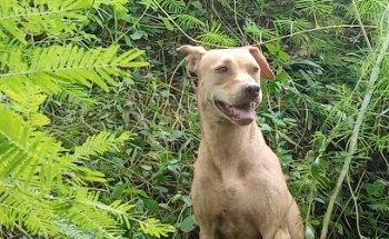 Veterinaria Opossum Mazatlán