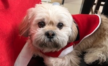 Veterinaria vet & co.