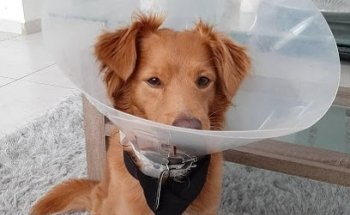 Veterinaria El Monarca