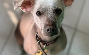 Veterinaria y estética canina Meztli