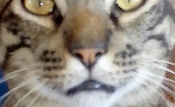 CSA CENTRO DE SALUD ANIMAL