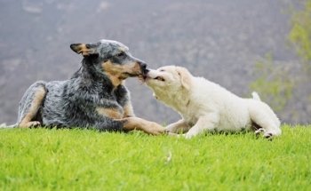 Alfa Medicina Veterinaria