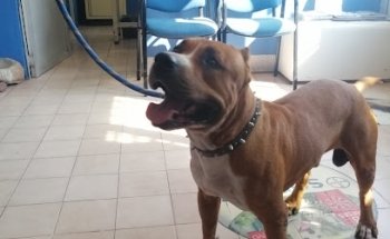 Veterinaria Monte Blanco