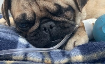 Veterinaria TamVet MVZ Teresita de Jesús Anaya