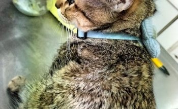 CLÍNICA VETERINARIA UNA CARICIA PARA TU MASCOTA