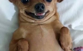 Veterinaria M. V. Z.