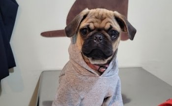 Clínica Veterinaria Canopolis