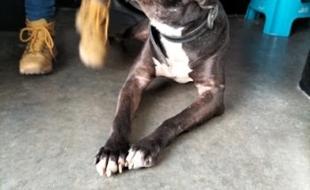 veterinaria 24 horas 