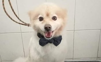 Servicio Médico Veterinario