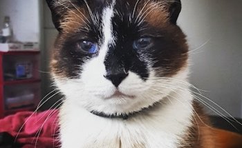 HOSPITAL VETERINARIO TINOCO