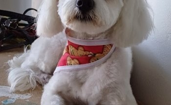 Veterinaria Maskotikan san isidro