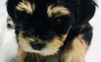 Veterinaria El Dorado