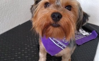 Consultorio Veterinario Balani