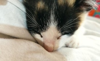 Clínica Veterinaria Lukanikos