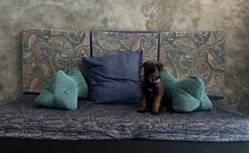 Beautiful Dogs Spa & Clinic