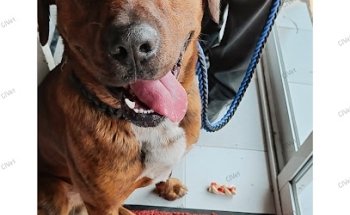 CIVet Animales Urbanos