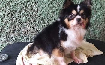 CAMPESTRE CLÍNICA VETERINARIA