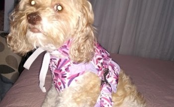 VETERINARIA SAN FRANCISCO