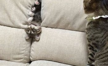 Veterinaria El Piojo y La Pulga