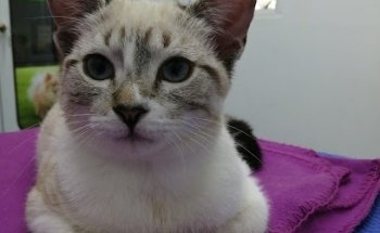 Consultorio Veterinario 