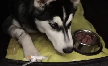 Clínica Veterinaria Mushu