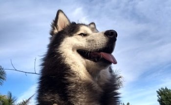 VETERINARIA Huesitos