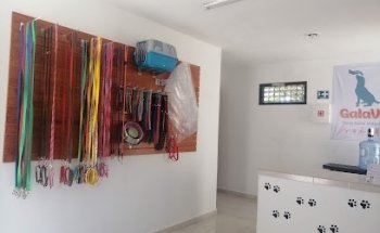 Galavet consultorio veterinario