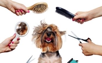 Estética Canina Fines de Semana