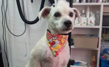 Tita y fiori veterinaria