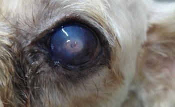 CONSULTORIO VETERINARIO 