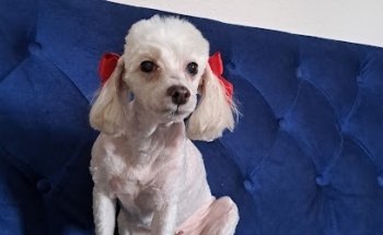 animalias veterinaria