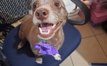 VETERINARIA 'PINKY VET