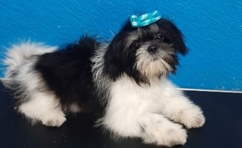 Veterinaria HollyDog