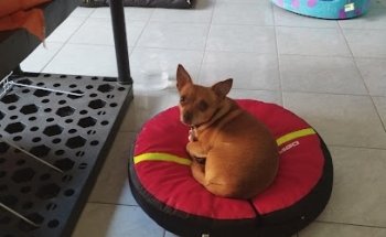 Veterinaria La Croqueta