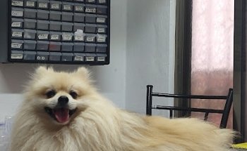 Consultorio Veterinario FelyCan