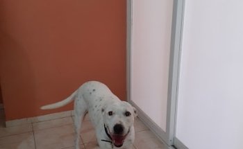 Clinica Veterinaria Barceló