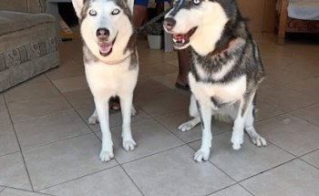 Clínica veterinaria 