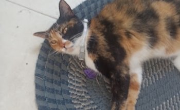 Clínica Veterinaria Las Américas