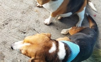 Veterinaria pet healt center