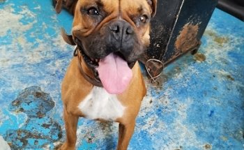 Centro Veterinario Coatitla