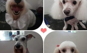 Clinica veterinaria real