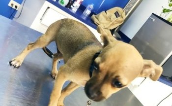 -Clinica Veterinaria Pet´s-